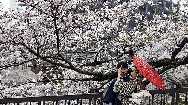 Okrasné třešně sakury letos v mnoha částech Japonska plně rozkvetly nejdříve za skoro 70 let. Podle expertů za to může změna klimatu. (28. března 2021)