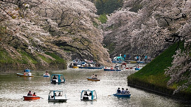 Okrasné třešně sakury letos v mnoha částech Japonska plně rozkvetly nejdříve za skoro 70 let. Podle expertů za to může změna klimatu. (30. března 2021)