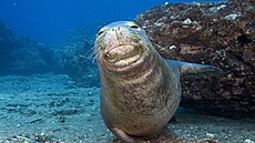 A sta�í jen málo a Zem� p�ijde o tulen� st�edomo�ského. Jeho populace �ítající...