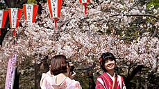 Okrasné třešně sakury letos v mnoha částech Japonska plně rozkvetly nejdříve za...