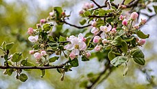 Jaro je krásný �as, ale...  Odborníci odhadují, �e p�ibli�n� t�etina populace...