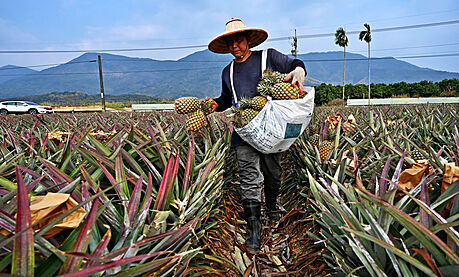 Farmá sklízí ananasy v ínském mst Pching-tung. (16. bezna 2021)