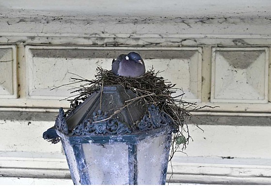 Zahnízděný holub hřivnáč v blízkosti javoru v Anenském trojúhelníku.