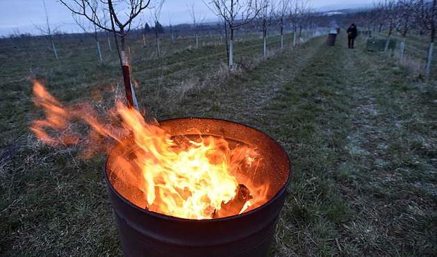 S meruňkami to je špatné. Ve Španělsku se můžou radovat, zoufají si sadaři