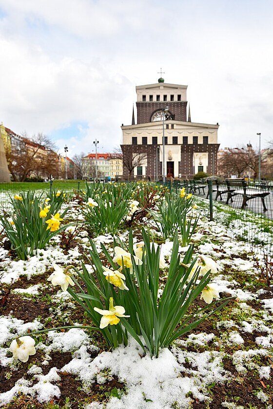 Jaro i zima byla k vidní po vydatném odpoledním snení napíklad i na Námstí Jiího z Podbrad na Praze 3.