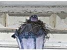 Zahnzdn holub hivn v blzkosti javoru v Anenskm trojhelnku.