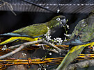 Velikononí krmení zvíat v praské zoo. Na snímku je papouek patagonský. (5....