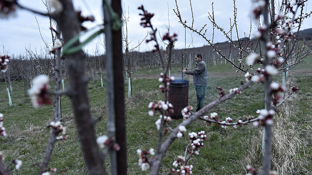 Po loňské bídě čekají sadaři dobrou úrodu, mrazíky meruňky nepoškodily