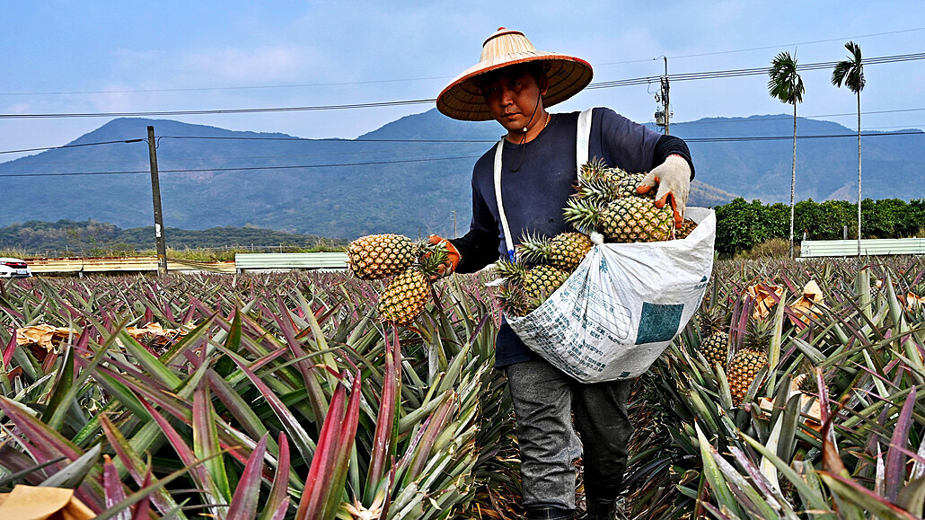 Farmář sklízí ananasy v čínském městě Pching-tung. (16. března 2021)