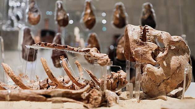 35000 let stará kostra je součástí nové expozice.