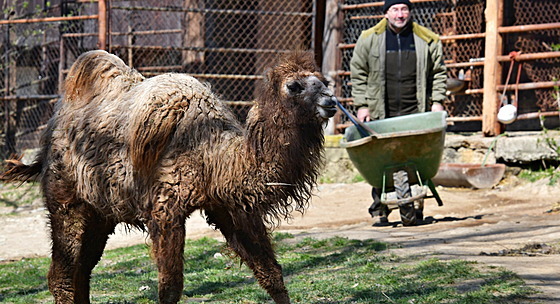 Brnnská zoo láká návtvníky mimo jiné na dv mláata velbloud dvouhrbých.