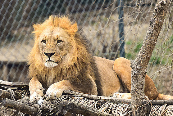 K samci lva konského pibude ve zlínské zoo lvice.