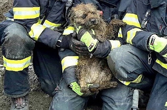 Tři jednotky hasičů zachraňovaly v Mutěnicích na Hodonínsku psa, který vběhl do...