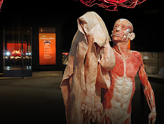 Výstava Body Worlds provede své návštěvníky celým cyklem lidského života od...