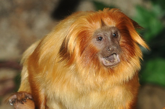 Lví�ek zlatý dostal název podle zlatavé barvy a del�í srsti za hlavou. �ije na...