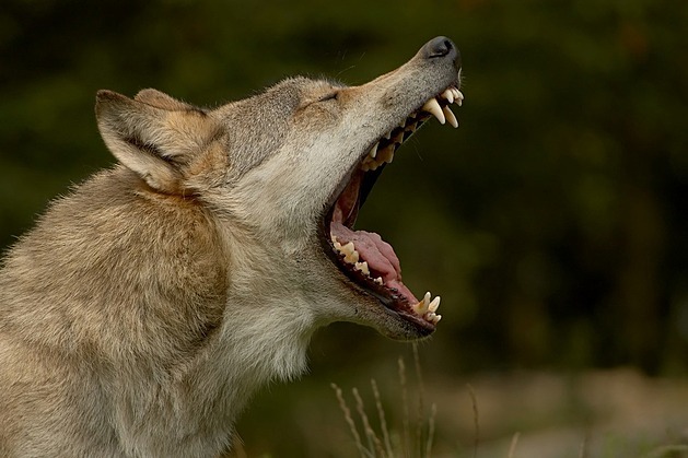 Vlk pokousal dítě v zooparku, který láká na kontakt se zvířaty