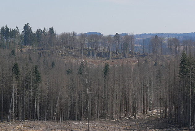 Kůrovcová kalamita na jihu Moravy je u konce, škody jsou čím dál menší