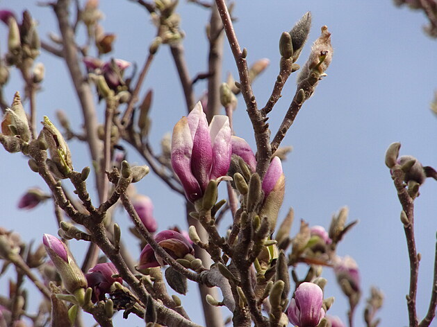 Okrasná devina magnolie rozkvétá a kvty jet ranní mrazíky nepokodily.
