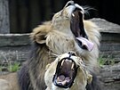 Synchronizací zívání lvi podporují synchronizaci svých spolených aktivit,...