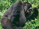 Tatro gorila vysekla pouze velmi nenucený pokus o ruku ped ústy zívajícími...
