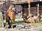 Brnnská zoo láká návtvníky mimo jiné na dv mláata velbloud dvouhrbých.