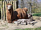 Brnnská zoo láká návtvníky mimo jiné na dv mláata velbloud dvouhrbých.