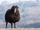 Tzv. ouessantka je nejmení plemeno ovcí na svt, a velmi nenároné a odolné....