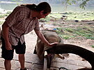 Krmení slon v Luang Prabang