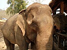 Seznamování se slonem, který mi byl pidlen pro tento den, v Luang Prabang