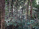 Putování pralesem v Phongsali