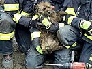 Ti jednotky hasi zachraovaly v Mutnicch na Hodonnsku psa, kter vbhl do...