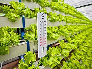 Až 770 tun rostlin ročně hodlá vypěstovat aquaponická farma v brněnských...