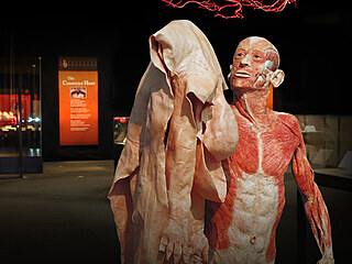 Výstava Body Worlds provede své návštěvníky celým cyklem lidského života od...
