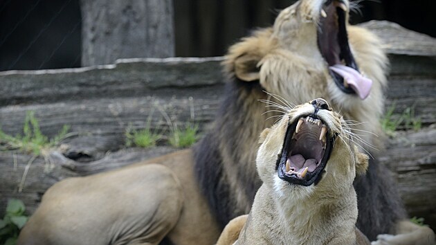 Synchronizací zívání lvi podporují synchronizaci svých společných aktivit, lovu, výchovy mláďat, obrany teritoria.