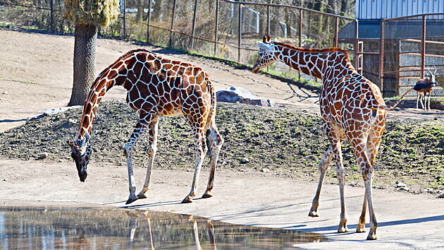 V brněnské zoo budou moct návštěvníci po jejím znovuotevření pozorovat například žirafy.