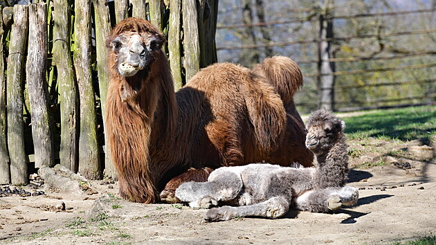Brněnská zoo láká návštěvníky mimo jiné na dvě mláďata velbloudů dvouhrbých.