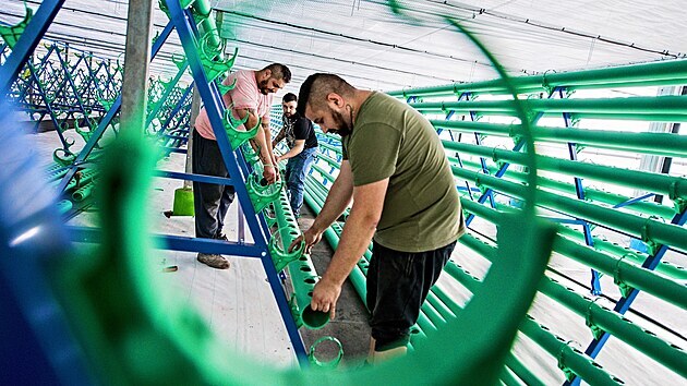 Jednotlivé sekce brněnské aquaponické farmy, kde plocha skleníků dosahuje 9 000 metrů čtverečních, postupně společnost Future Farming uvádí do provozu.