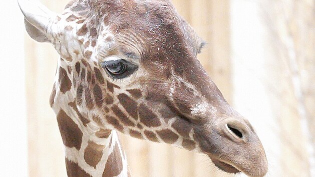 Skoro tříletý samec žirafy síťované Kiango z Dánska se zabydluje v safari parku ve Dvoře Králové.