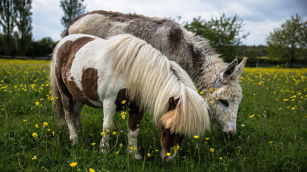 Ponk je stjov zve, nedoke bt sm. Za parka mu mete podit teba oslka, kozu, oveku nebo miniponka (shetlandsk mini pony na snmku).