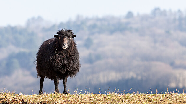 Tzv. ouessantka je nejmen plemeno ovc na svt, a velmi nenron a odoln. Vyskytuje se v ern a bl barv, povolen je i hnd odstn srsti.