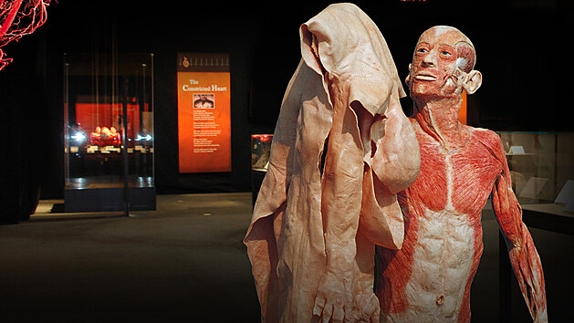 V�stava Body Worlds provede sv� n�v�t�vn�ky cel�m cyklem lidsk�ho �ivota od po�et�, p�es zrozen�, r�st, dosp�lost, st��� a� ke smrti.