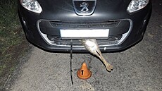 Zajíc, který vbhl pod auto mezi Snhoticemi a Podivicemi na Prostjovsku,...