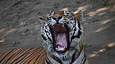 V tygrov podání je zívání impozantní.
