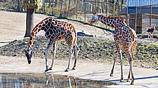 V brněnské zoo budou moct návštěvníci po jejím znovuotevření pozorovat...