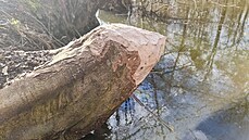 ilustra�ní snímek