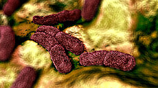 ilustra�ní snímek