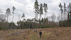 Cesta na Dědkovskou horu, jednu z dominant Měřínska, vede přes vytěžené plochy. Před rokem a půl se tam ještě žlutá značka klikatila lesem.