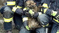 Ti jednotky hasi zachraovaly v Mutnicích na Hodonínsku psa, který vbhl do...