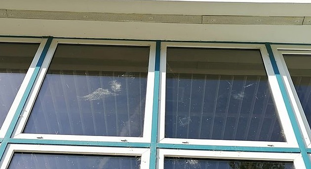 Otisk ptáka velikosti holuba nalezený na okn plaveckého stadionu v eských...