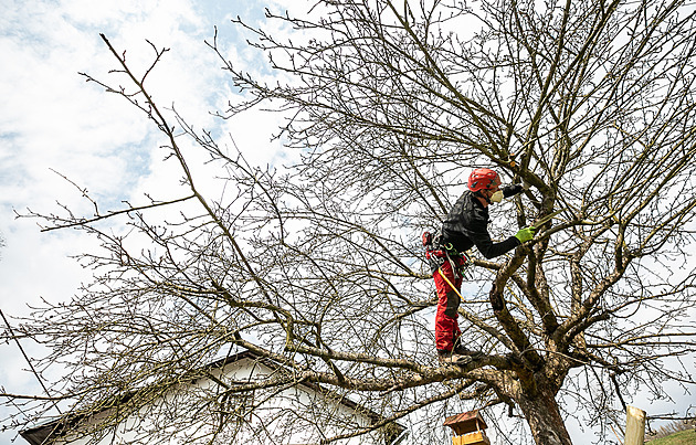 Nestříhejte jabloně naslepo. Víc než kalendář napoví fenologie a předpověď